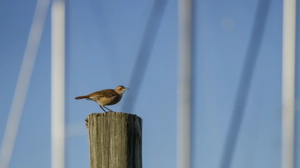 Furnarius rufus — Stockfoto