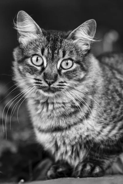 Portrét kočky — Stock fotografie