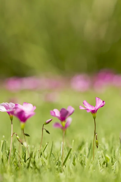 Fleurs par une journée ensoleillée — Photo