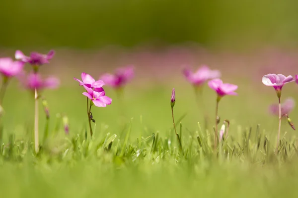 晴れの日の花 — ストック写真