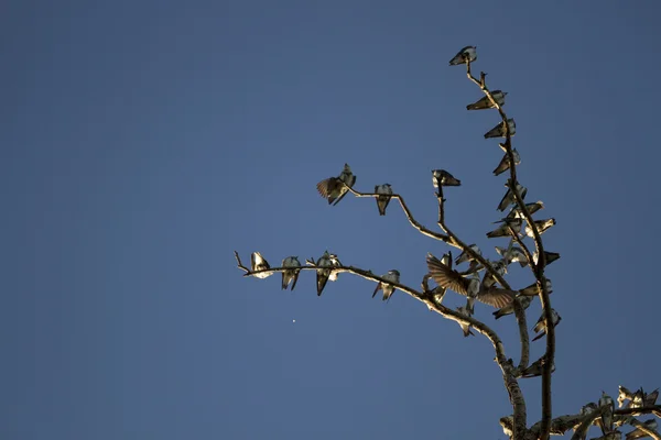 Vogel op een dode boom — Stockfoto