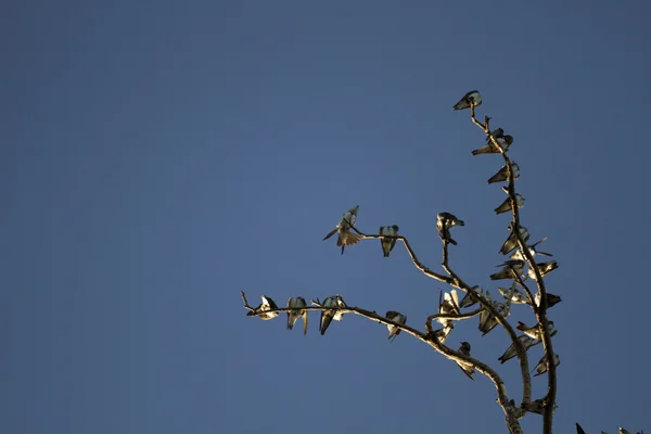 Pássaros em uma árvore morta — Fotografia de Stock