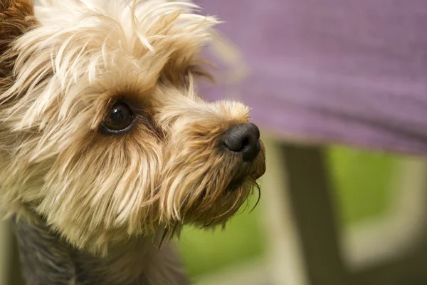 Yorkshire terrier dog outside — Stock Photo, Image