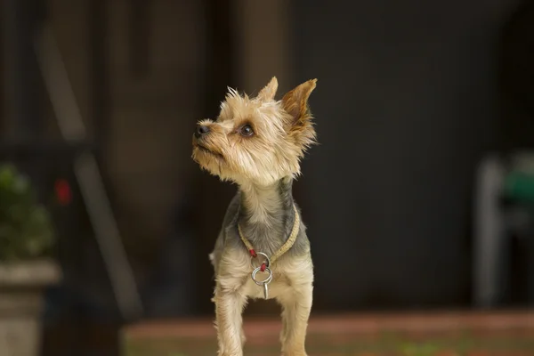 Yorkshire terrier — Stock Photo, Image