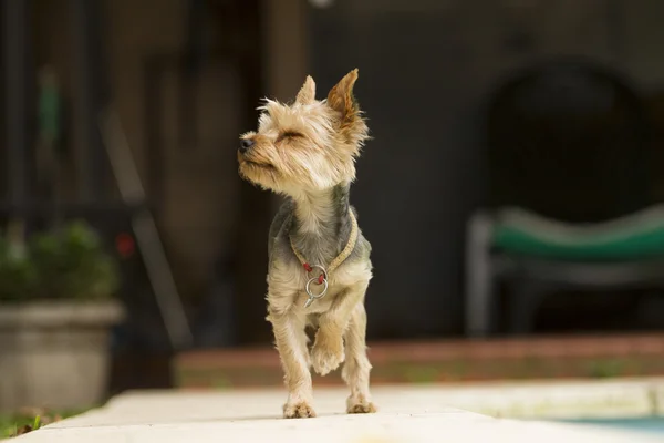 Yorkshire terrier on black — Stock Photo, Image