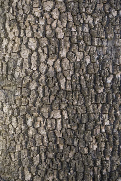 Textura corteza del árbol — Foto de Stock