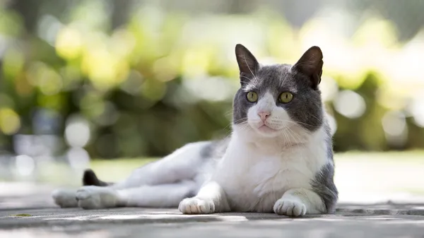 Katt liggande i parken — Stockfoto