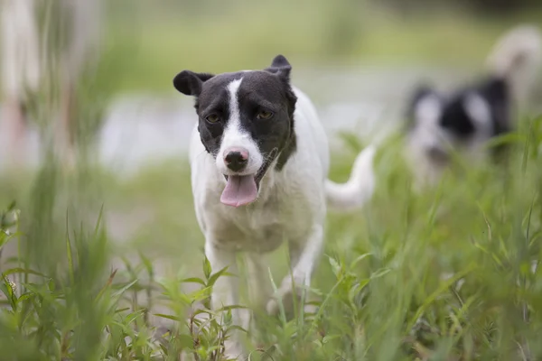 Dog running over the grass — Stock Photo, Image