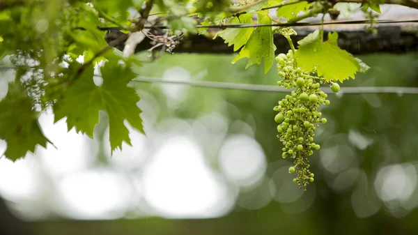 Green grapes on a rainy day — Stock Photo, Image