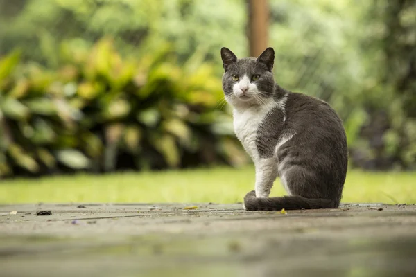 Kat zittend in het park — Stockfoto