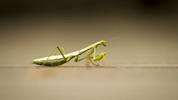 Mantis religiosa verde Fotos De Stock