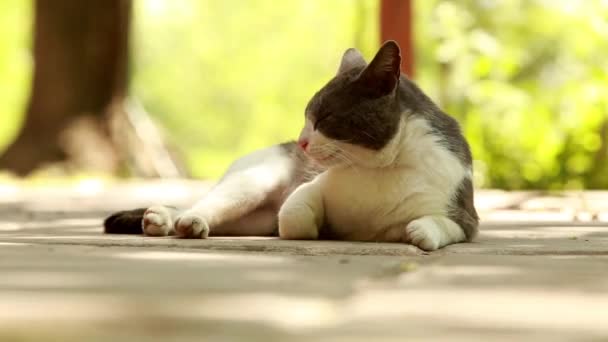 Gato descansando afuera — Vídeos de Stock