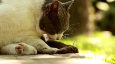 sevimli kedi temizlik