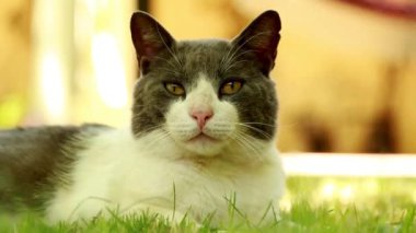 zemin üzerinde beyaz ve gri sevimli kedi