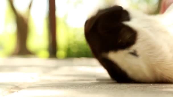 Hond is liggend op de grond — Stockvideo