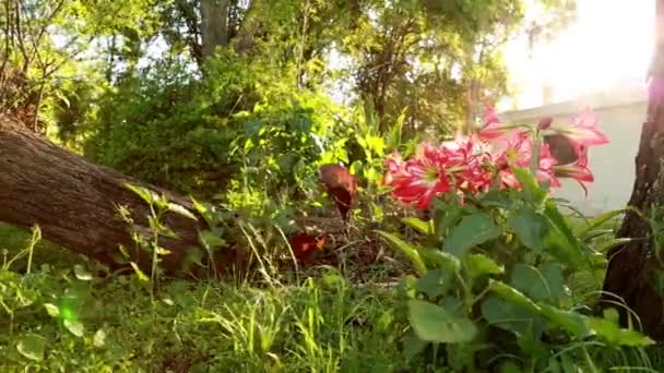 Rote Blume im Garten — Stockvideo