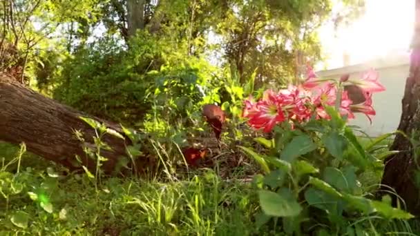 fleur rouge dans le jardin