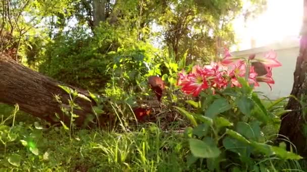 Rote Blume im Garten — Stockvideo