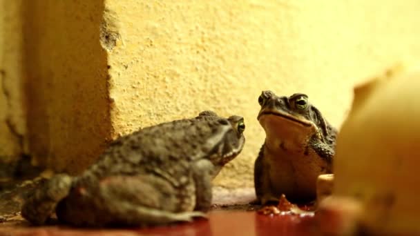 两只青蛙 — 图库视频影像