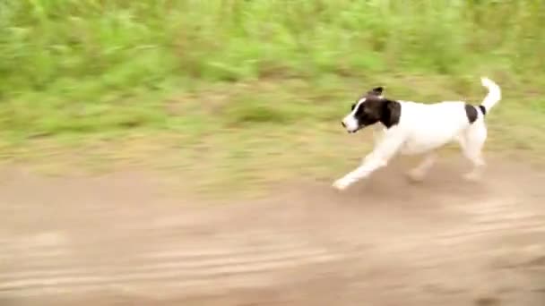 Correr perro pequeño — Vídeo de stock