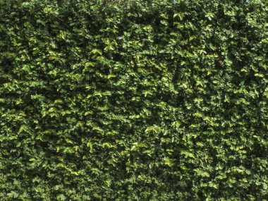 sürünen bitkiler, ficus pumila