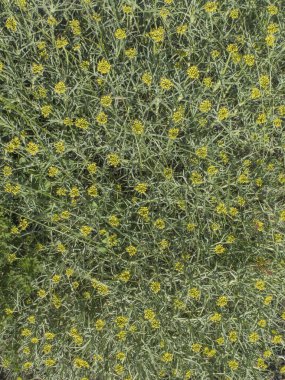 mulinum spinosum çalı