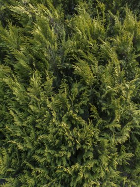 kozalaklı bitki doku