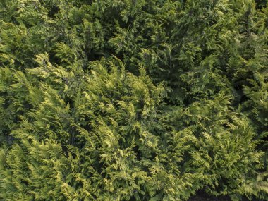 kozalaklı bitki doku