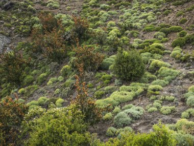 kurak bölgelerde doğal çalılar