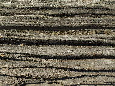 garip korteks ağaç