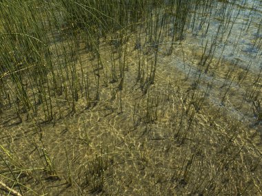 brief u. peper en peterselie