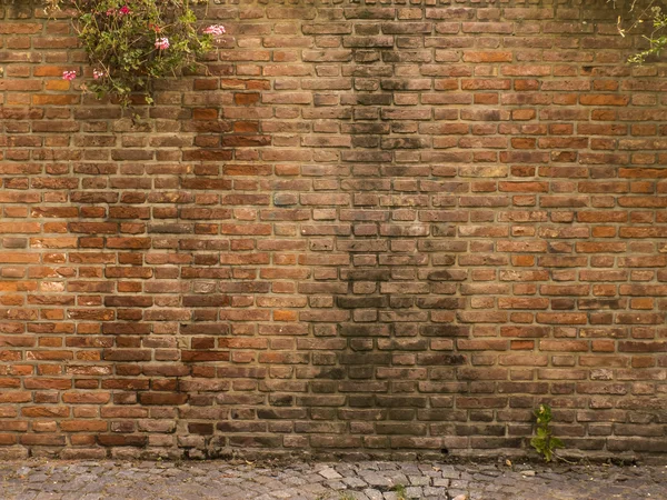 Ziegelmauer mit Pflanzen — Stockfoto