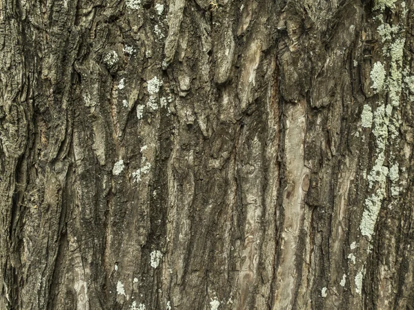 Textura del árbol —  Fotos de Stock