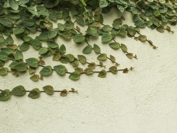 Sluipende ficus — Stockfoto