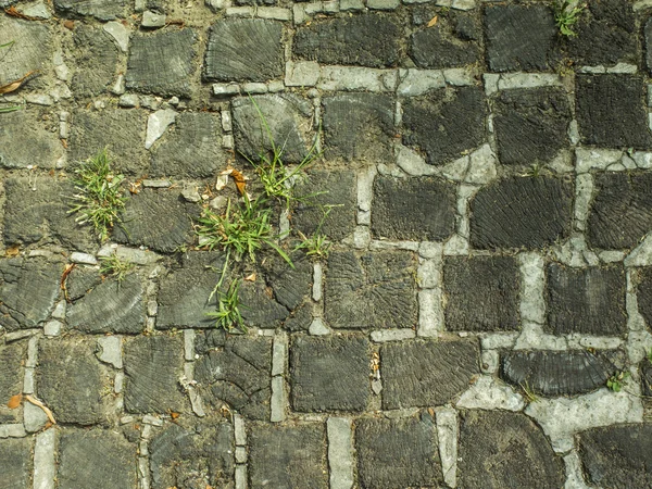 Straße mit Holzmuster, Kopfsteinpflaster, Pflanzen — Stockfoto