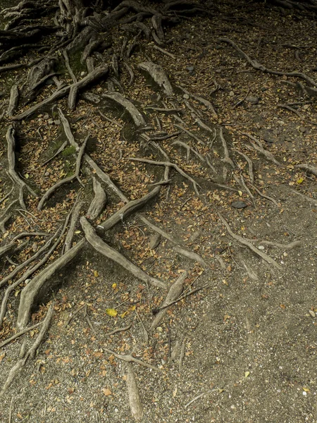 Entangled roots — Stock Photo, Image