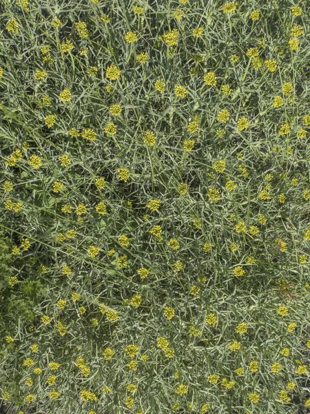 Mulinum spinosum shrub — Stock Photo, Image