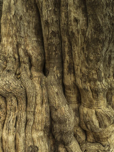 Kahverengi korteks ağaç — Stok fotoğraf