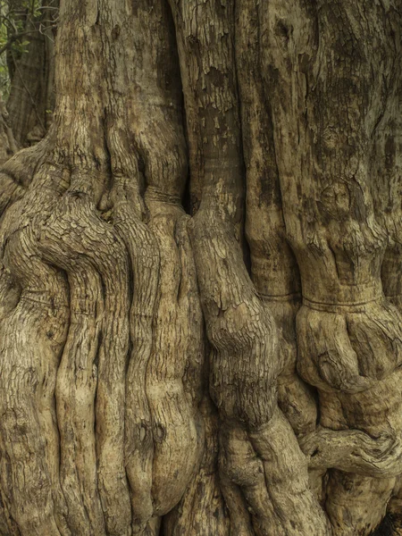 Brown cortex tree — Stock Photo, Image