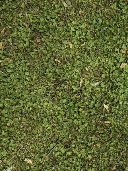 Текстура диких растений — стоковое фото