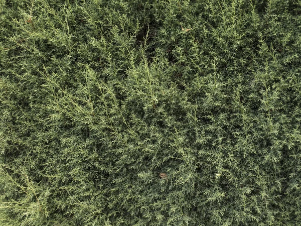 Conifer plant texture — Stock Photo, Image