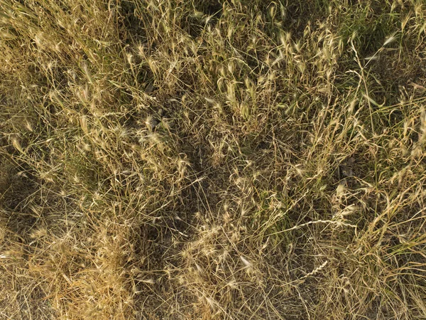 Textura de grama natural — Fotografia de Stock