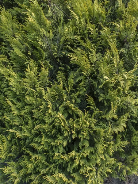 Хвойная текстура растений — стоковое фото