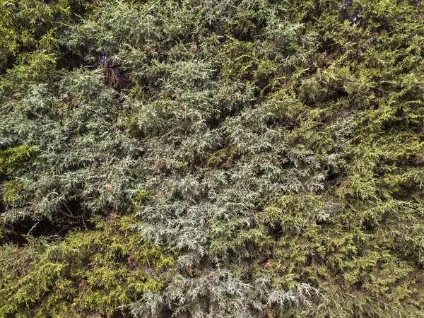 Conifer plant textuur — Stockfoto