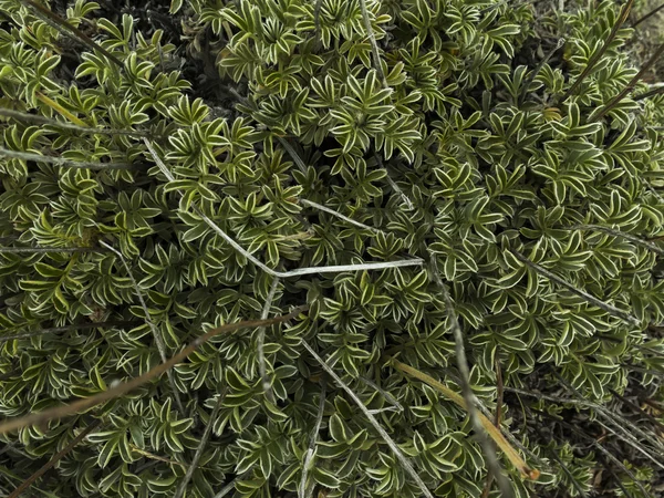 Kleine struik — Stockfoto