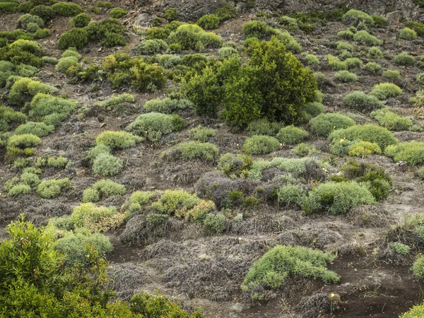 Arbustes naturels des régions arides — Photo
