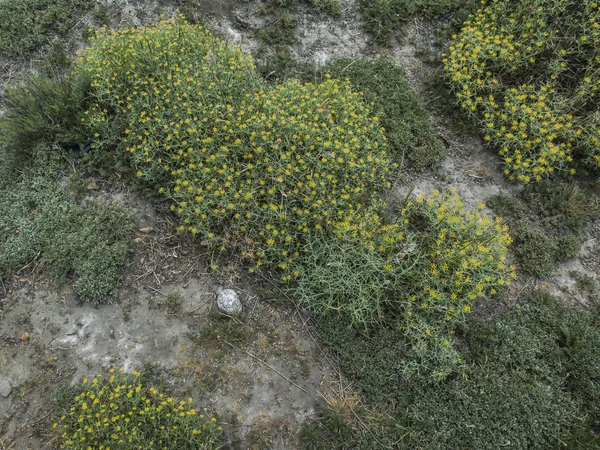 Natuurlijke struiken — Stockfoto