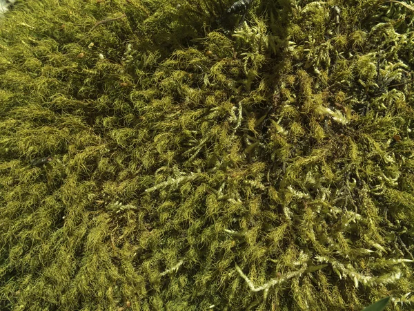 Close-up of moss — Stock Photo, Image