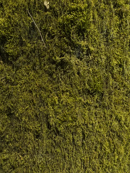 Musgo en el árbol — Foto de Stock