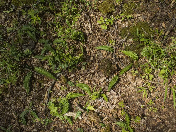 Waldboden — Stockfoto